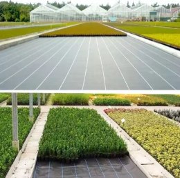Agrotkanina Czarna 100 cm x50m UV 70g Antychwastowa Agrowłóknina + Kotwy